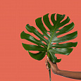 Poo-Pourri Tropical Hibiscus 59 ml. купить